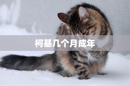 柯基幾個月成年