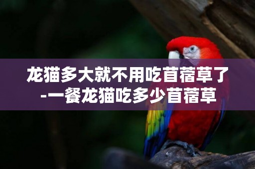 龍貓多大就不用吃苜蓿草了-一餐龍貓吃多少苜蓿草