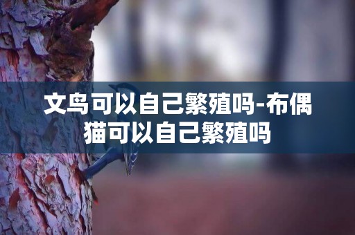文鳥可以自己繁殖嗎-布偶貓可以自己繁殖嗎