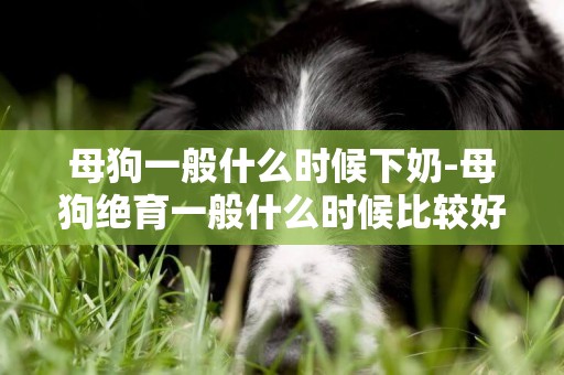 母狗一般什么時候下奶-母狗絕育一般什么時候比較好