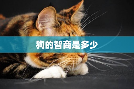 狗的智商是多少