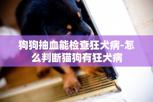 狗狗抽血能檢查狂犬病-怎么判斷貓狗有狂犬病