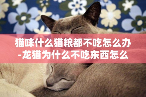 貓咪什么貓糧都不吃怎么辦-龍貓為什么不吃東西怎么辦
