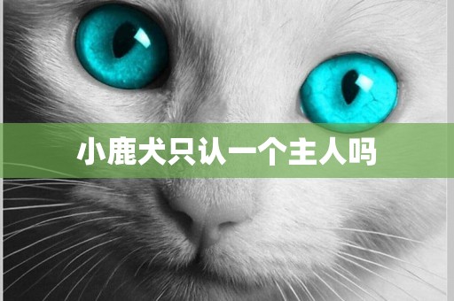 小鹿犬只認一個主人嗎