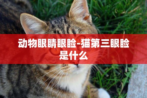 動物眼睛眼瞼-貓第三眼瞼是什么
