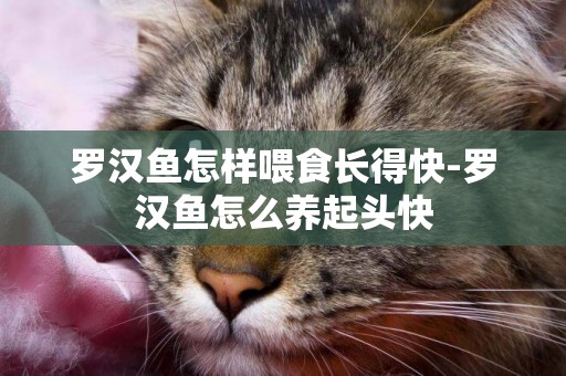 羅漢魚怎樣喂食長得快-羅漢魚怎么養起頭快
