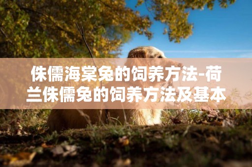 侏儒海棠兔的飼養方法-荷蘭侏儒兔的飼養方法及基本特征