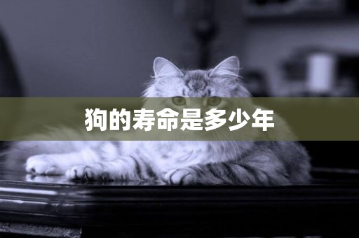 狗的壽命是多少年