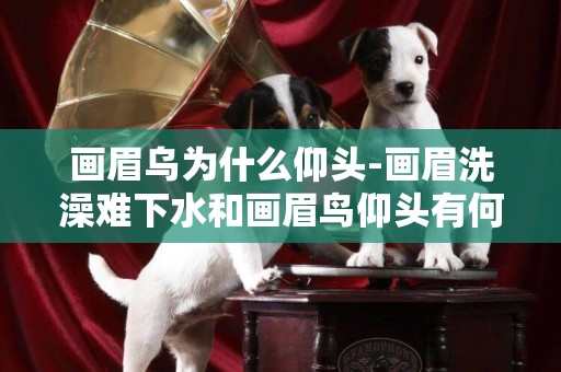畫眉烏為什么仰頭-畫眉洗澡難下水和畫眉鳥仰頭有何關聯