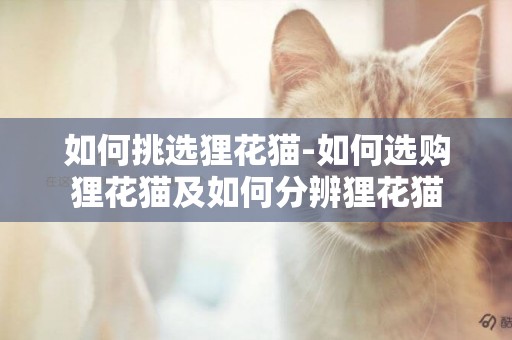 如何挑選貍花貓-如何選購貍花貓及如何分辨貍花貓