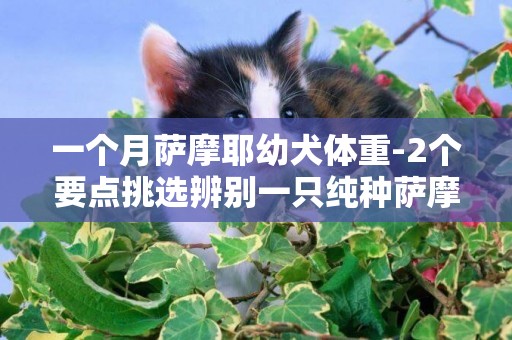 一個月薩摩耶幼犬體重-2個要點挑選辨別一只純種薩摩耶幼犬