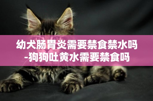 幼犬腸胃炎需要禁食禁水嗎-狗狗吐黃水需要禁食嗎