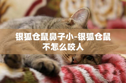 銀狐倉鼠鼻子小-銀狐倉鼠不怎么咬人