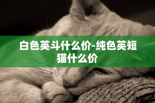 白色英斗什么價-純色英短貓什么價