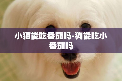 小貓能吃番茄嗎-狗能吃小番茄嗎