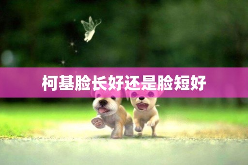 柯基臉長好還是臉短好
