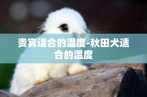 貴賓適合的溫度-秋田犬適合的溫度