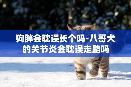 狗胖會耽誤長個嗎-八哥犬的關節炎會耽誤走路嗎