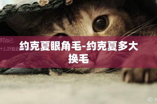 約克夏眼角毛-約克夏多大換毛