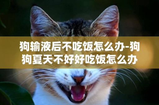 狗輸液后不吃飯怎么辦-狗狗夏天不好好吃飯怎么辦