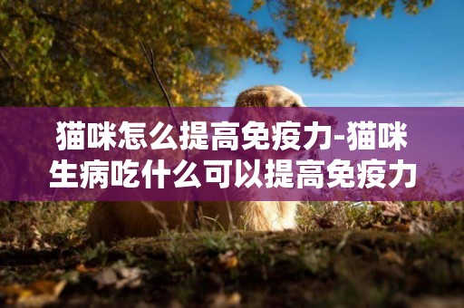 貓咪怎么提高免疫力-貓咪生病吃什么可以提高免疫力