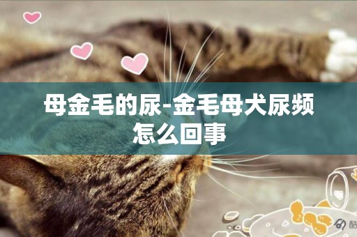 母金毛的尿-金毛母犬尿頻怎么回事