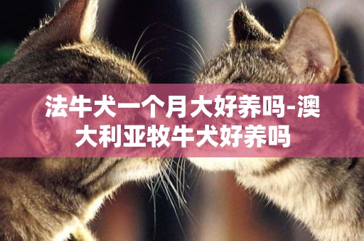 法牛犬一個月大好養嗎-澳大利亞牧牛犬好養嗎