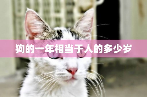狗的一年相當于人的多少歲