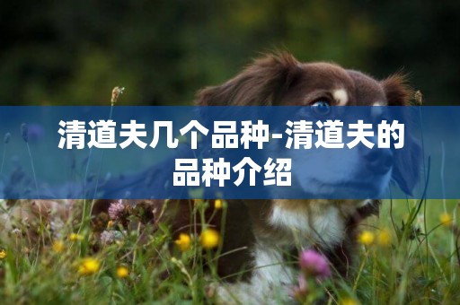 清道夫幾個品種-清道夫的品種介紹