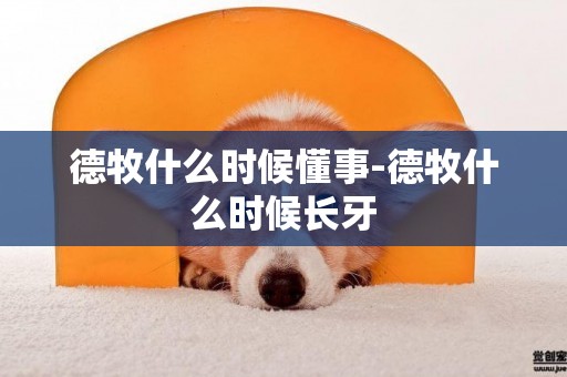 德牧什么時候懂事-德牧什么時候長牙