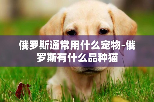 俄羅斯通常用什么寵物-俄羅斯有什么品種貓