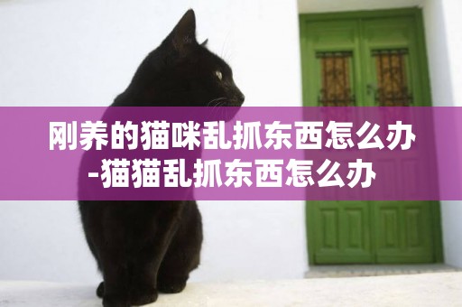 剛養的貓咪亂抓東西怎么辦-貓貓亂抓東西怎么辦
