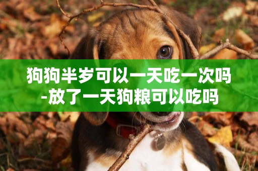 狗狗半歲可以一天吃一次嗎-放了一天狗糧可以吃嗎
