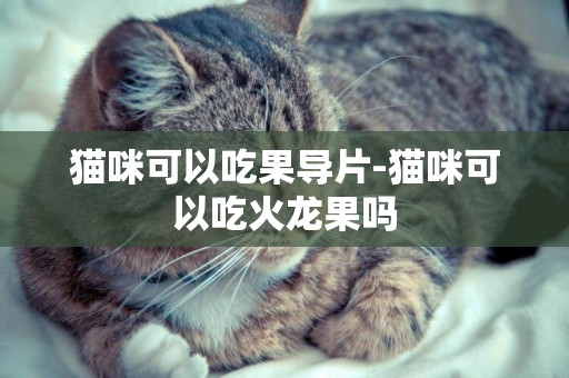 貓咪可以吃果導片-貓咪可以吃火龍果嗎