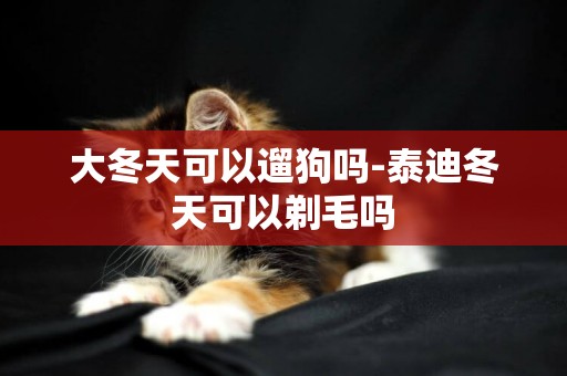 大冬天可以遛狗嗎-泰迪冬天可以剃毛嗎