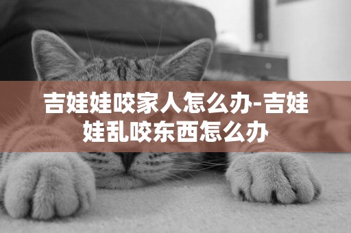 吉娃娃咬家人怎么辦-吉娃娃亂咬東西怎么辦