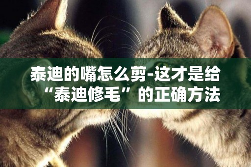 泰迪的嘴怎么剪-這才是給“泰迪修毛”的正確方法