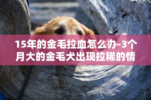 15年的金毛拉血怎么辦-3個月大的金毛犬出現拉稀的情況怎么辦
