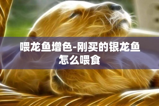 喂龍魚增色-剛買的銀龍魚怎么喂食