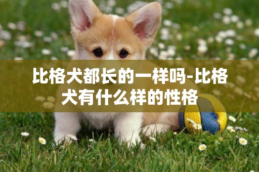 比格犬都長的一樣嗎-比格犬有什么樣的性格