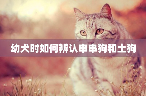 幼犬時如何辨認串串狗和土狗