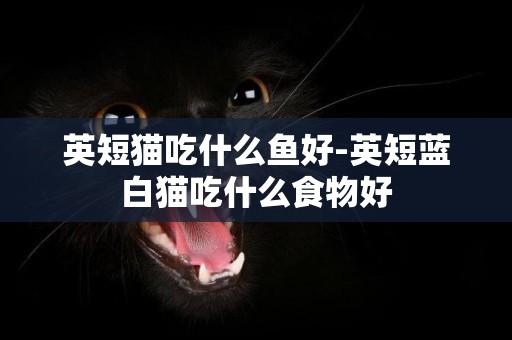英短貓吃什么魚好-英短藍白貓吃什么食物好