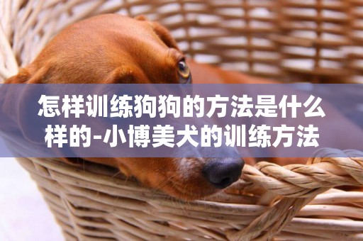 怎樣訓練狗狗的方法是什么樣的-小博美犬的訓練方法是什么