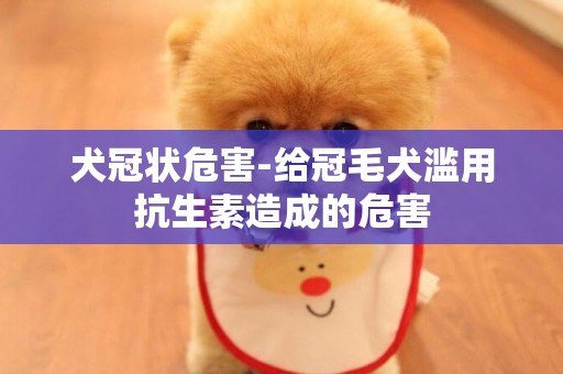 犬冠狀危害-給冠毛犬濫用抗生素造成的危害