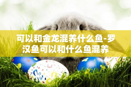 可以和金龍混養什么魚-羅漢魚可以和什么魚混養