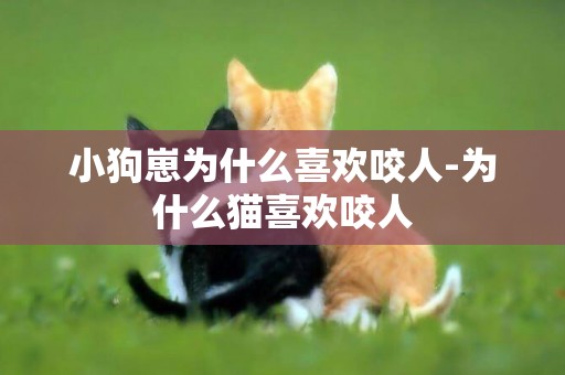 小狗崽為什么喜歡咬人-為什么貓喜歡咬人