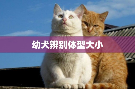 幼犬辨別體型大小