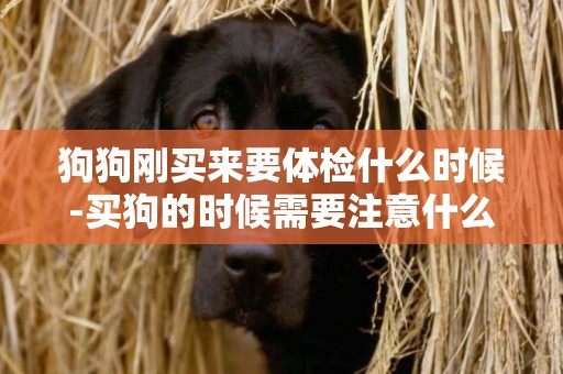 狗狗剛買來要體檢什么時候-買狗的時候需要注意什么