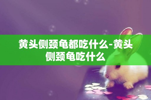 黃頭側頸龜都吃什么-黃頭側頸龜吃什么