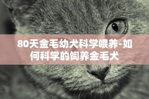 80天金毛幼犬科學喂養-如何科學的飼養金毛犬